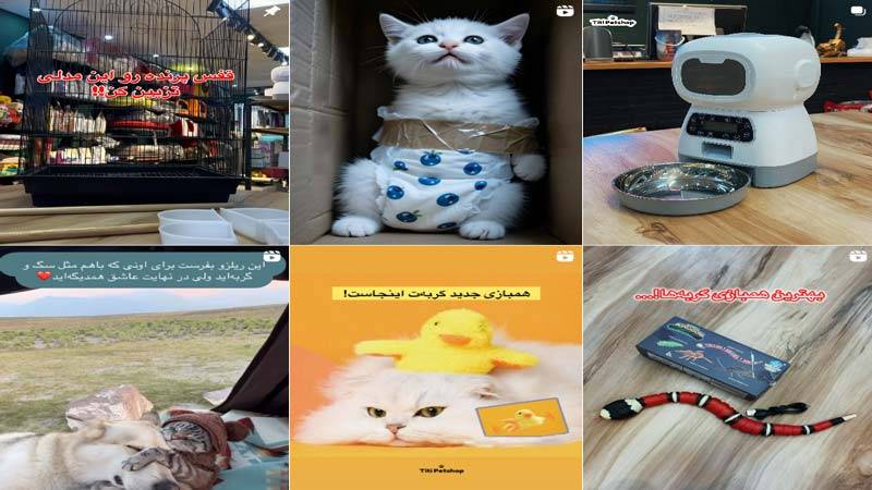 اینستاگرام پت شاپ تی تی